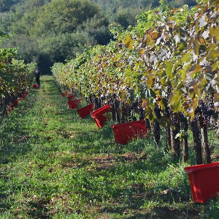 Villa Olivetta By Istrian Country Houses Barat  Buitenkant foto