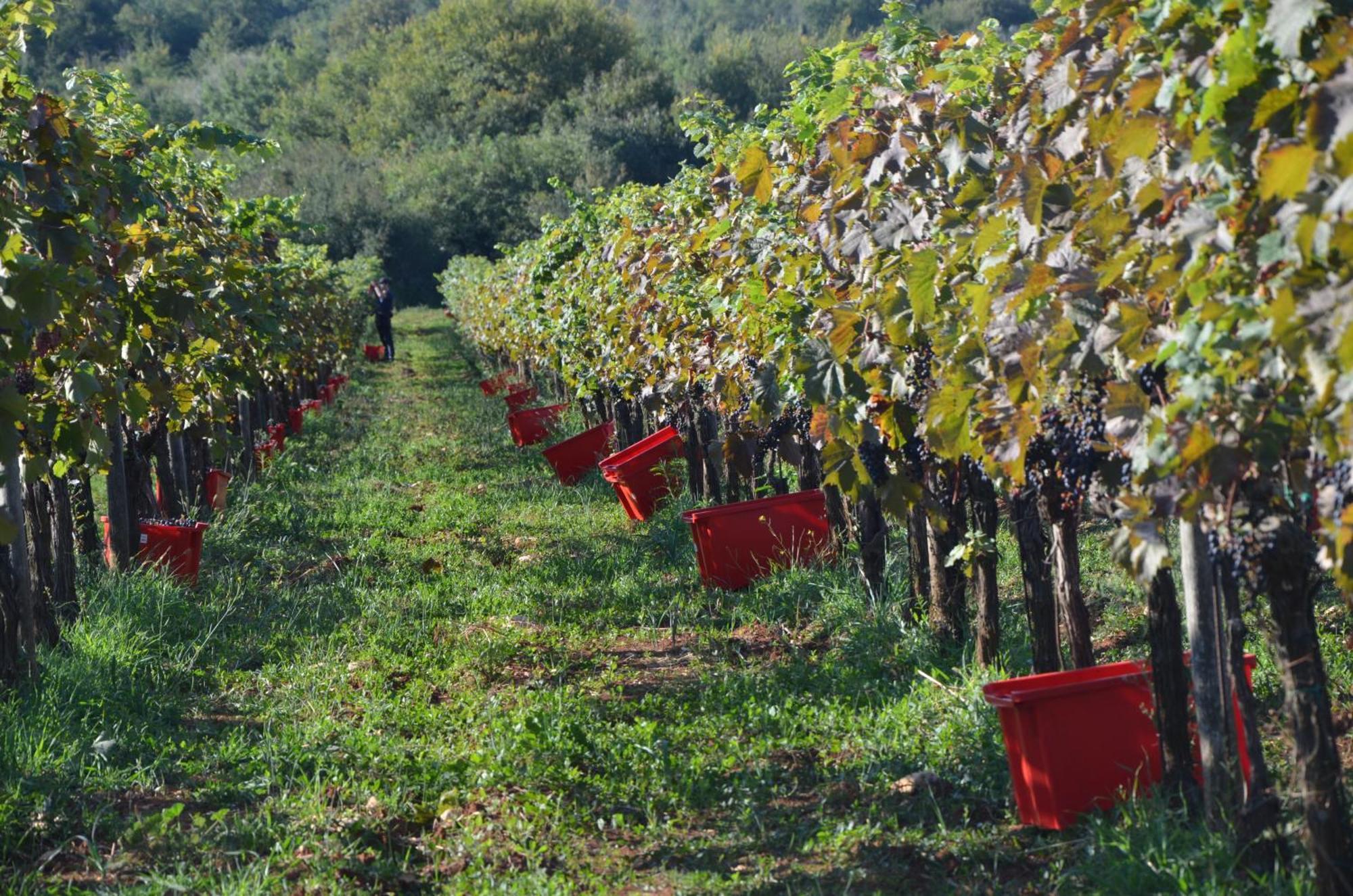 Villa Olivetta By Istrian Country Houses Barat  Buitenkant foto